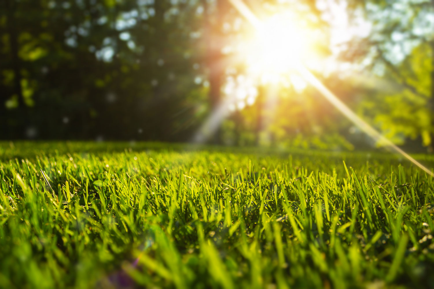 Rollrasenpflege, Wie Sie Ihren Rasen fit für den Sommer machen