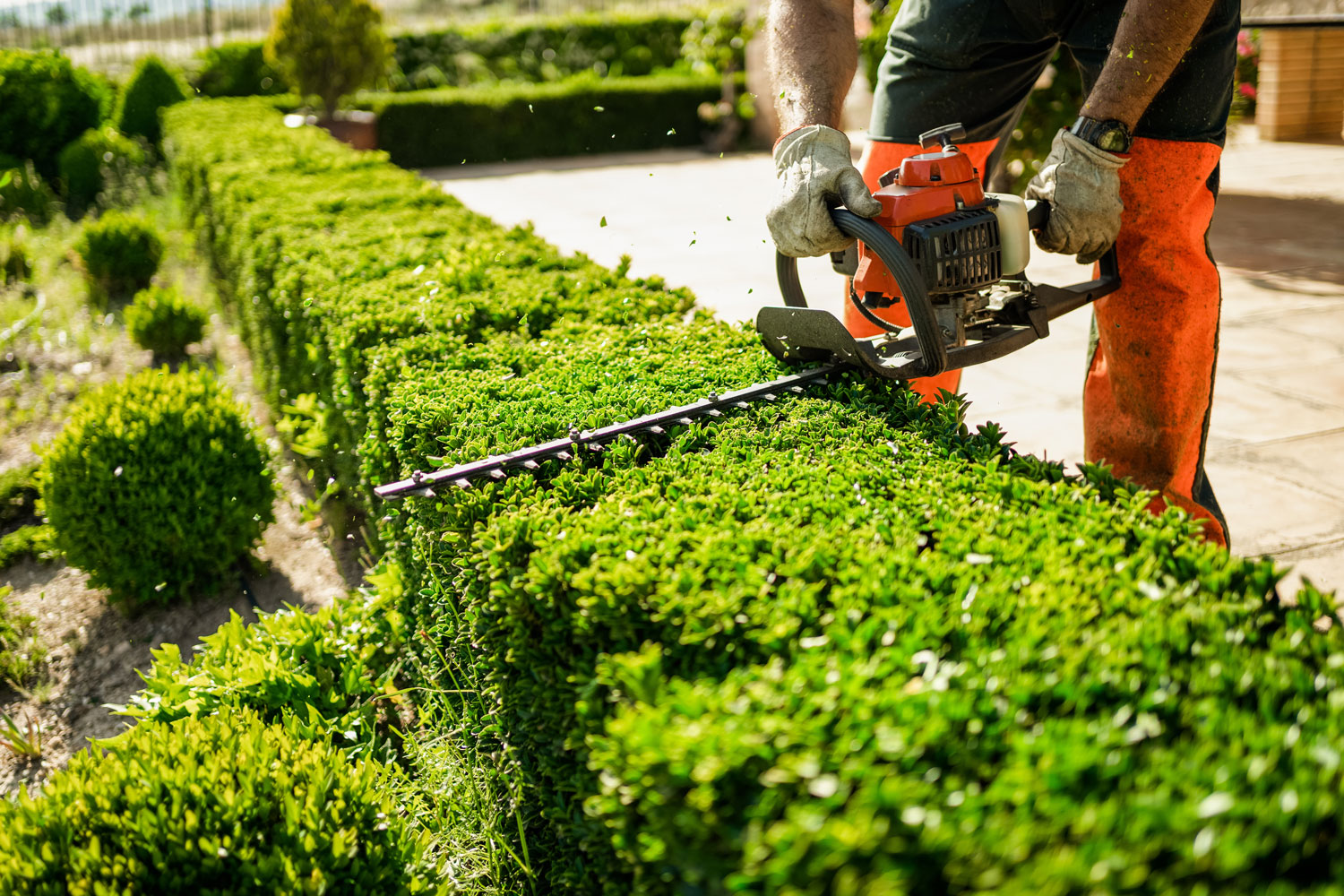 Kreative Gartengestaltung mit Hecken